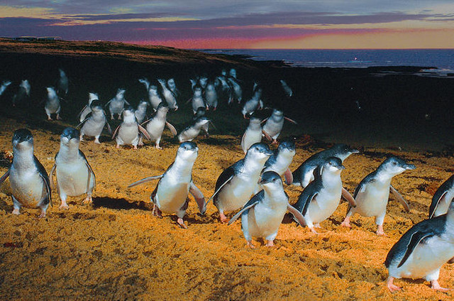 Panguin Parade at Philip Island