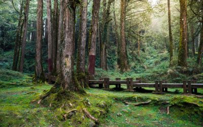 A wood path in Alishan National Scenic Area, Chiayi Province, Taiwan